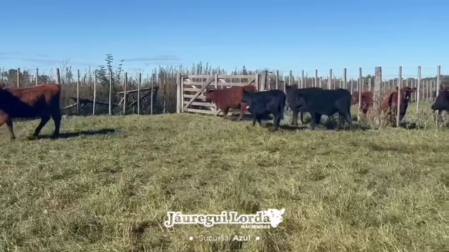 Lote 63 Terneras