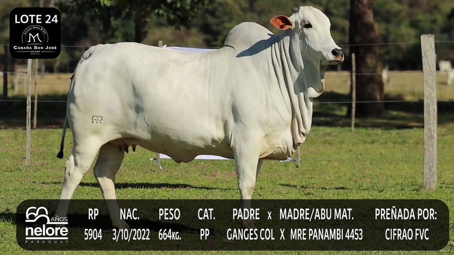 Lote LOTE 24