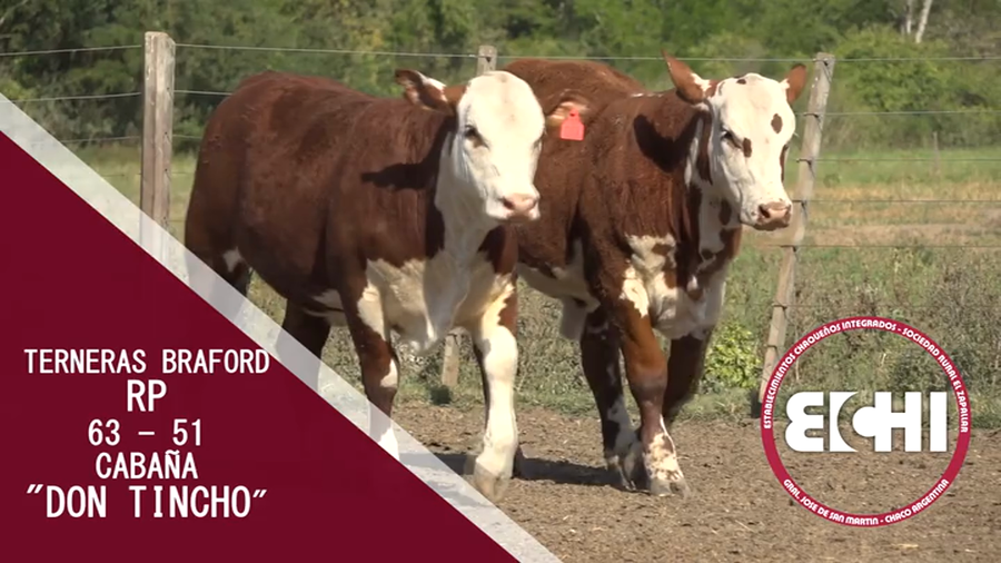 Lote TERNERAS BRAFORD CABAÑA DON TINCHO