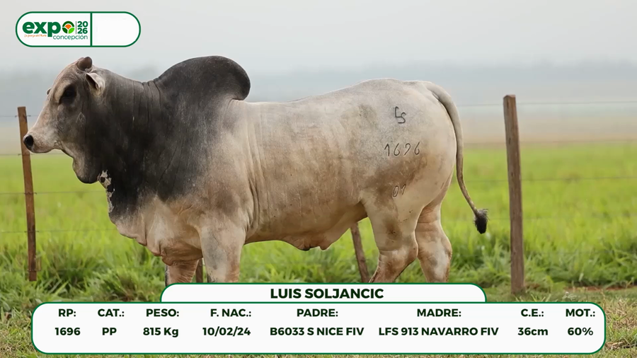 Lote Machos a remate en Remate de Reproductores & Vientres, Concepción