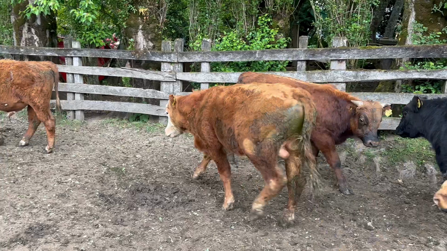 Lote 22 Ternero en Aysén, XI Región Aysén