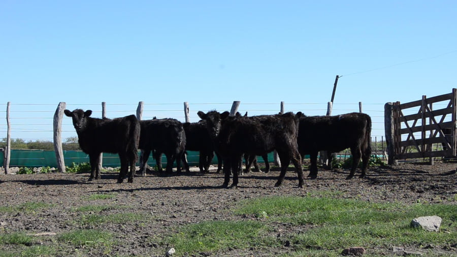 Lote SERVIS SA: 10 vaquillas generales p/servicio