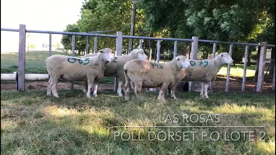 Lote 4 carneros PO