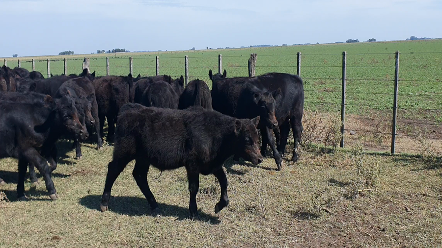 Lote 62 Terneros en Tandil, Buenos Aires