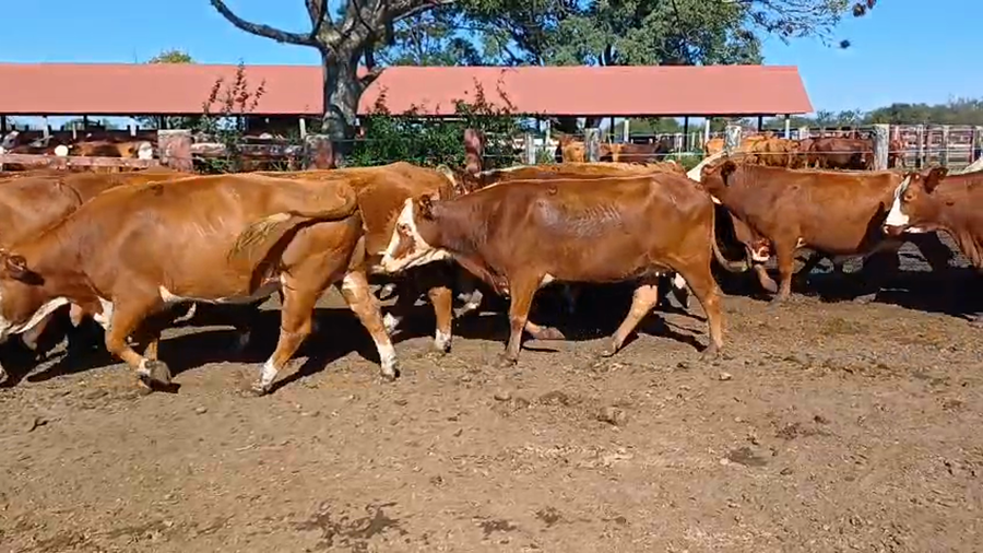 Lote 33 Vacas nuevas Preñadas