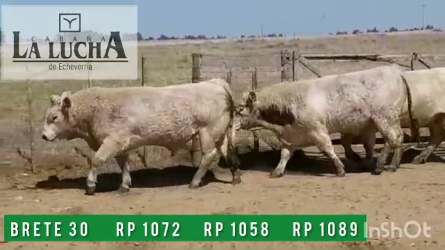 Lote TOROS CHAROLAIS PI