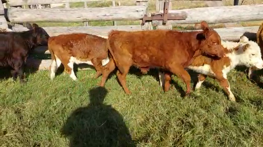 Lote 9 Terneros HEREFORD Y ANGUS a remate en Pantalla Camy Mayo - Desde La Cuenca, San José