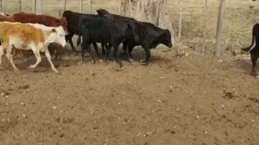 Lote 140 Terneros/as en Gran Guardia, Formosa