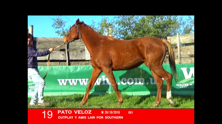 Lote PATO VELOZ