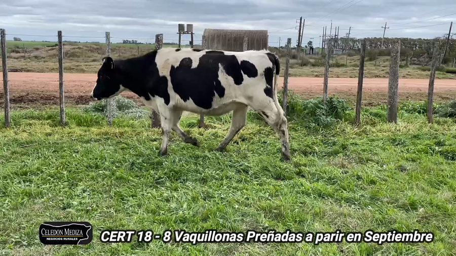 Lote 8 Vaquillonas Vacas Preñadas en Agraciada, Soriano