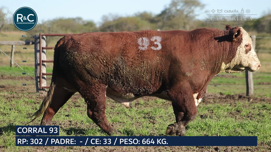 Lote Toro Hereford