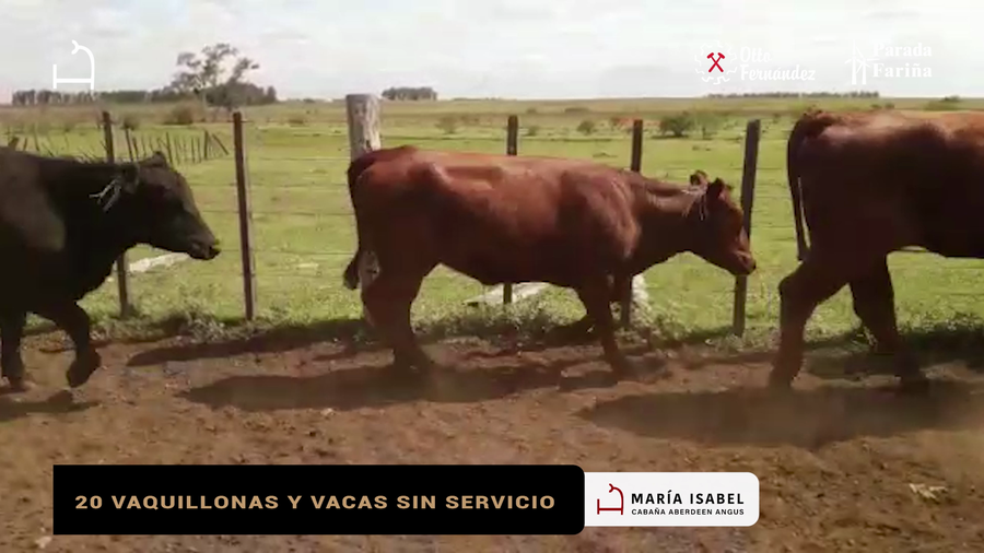 Lote 20 VAQUILLONAS Y VACAS NUEVAS SIN SERVICIO