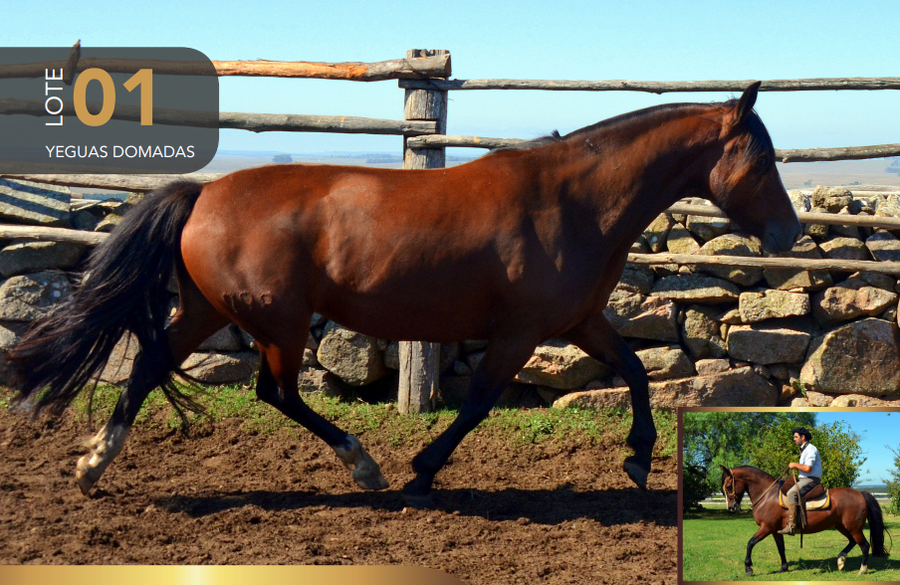 Lote Aquerenciada Roseta