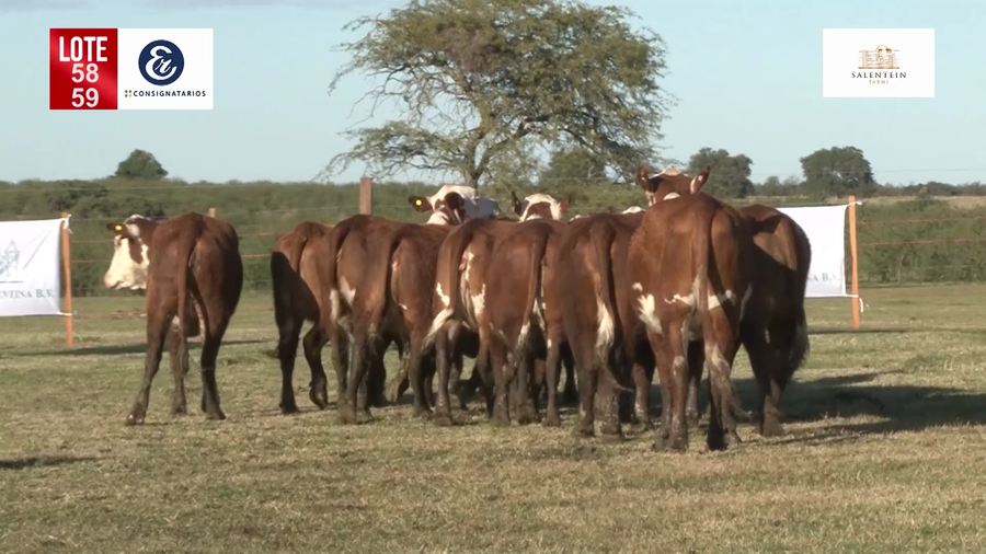 Lote Vaquillas Braford Generales-Preñadas IATF (17-12-2021) y Servicio Colectivo (27/12/21 al 05/02/22)