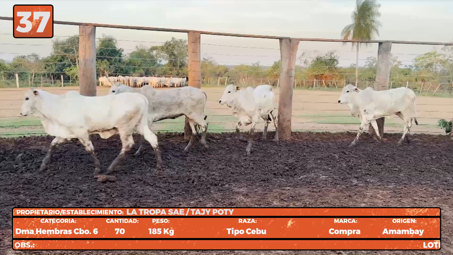Lote LOTE 37