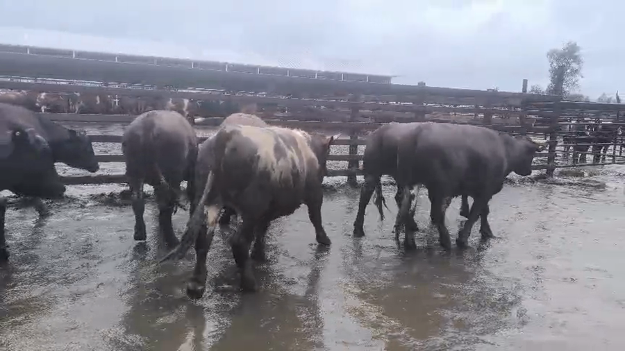 Lote 20 Novillo Gordo en Los Ángeles, VIII Región Biobío