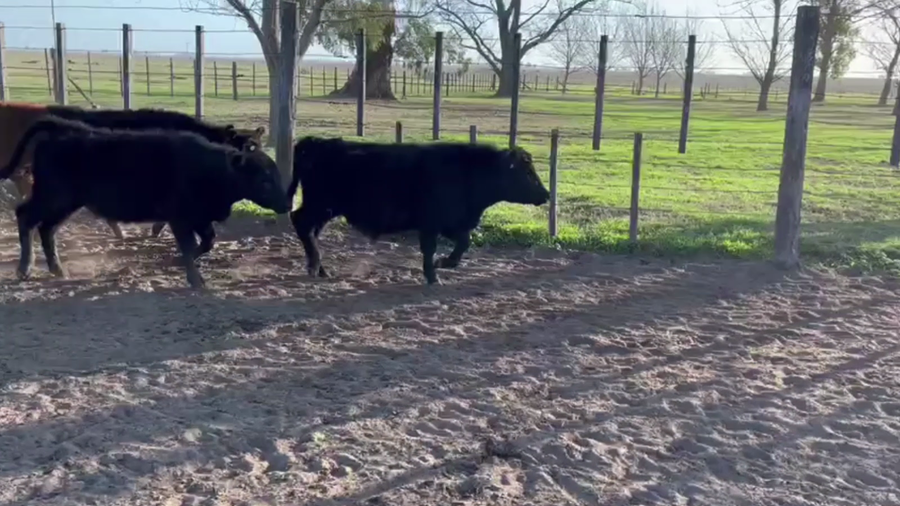 Lote 106 TERNS. MACHOS Y HEMBRAS, LINCOLN, PCIA. DE BS. AS.