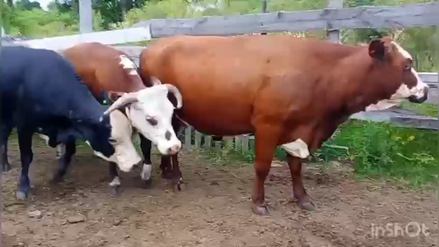 Lote 9 Vacas