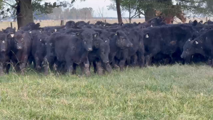 Lote 105 Terneros