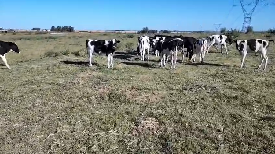 Lote 12 Terneros y Terneras a remate en Pantalla Camy, San José