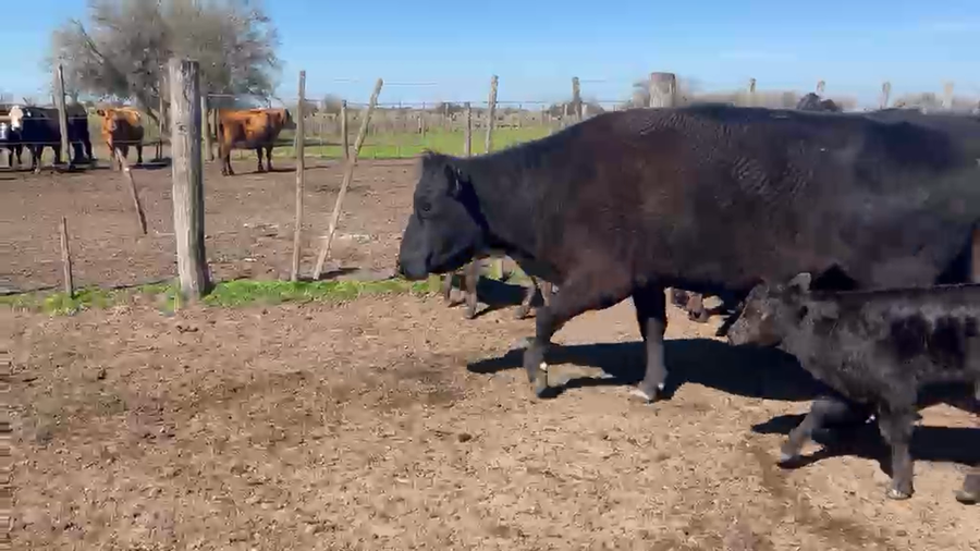 Lote 28 Vacas con Cría