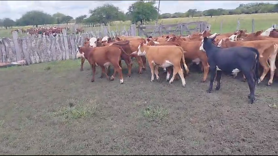 Lote 70 Terneros/as en Chajarí, Entre Ríos