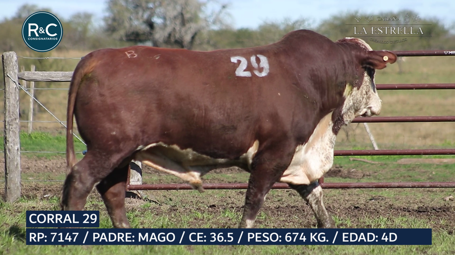 Lote Toro Braford