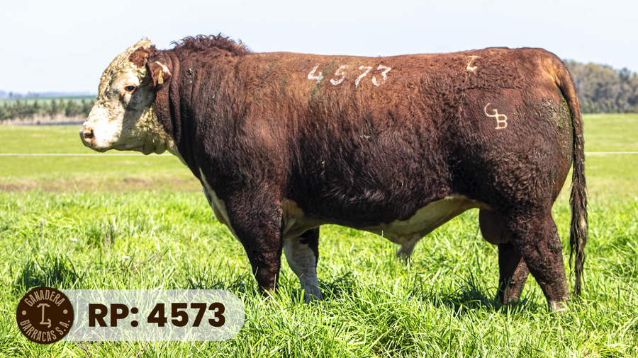 Lote RP 4573