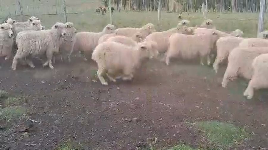 Lote OVEJAS