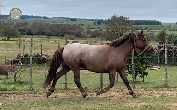 Lote CONCORDIA MOLLES