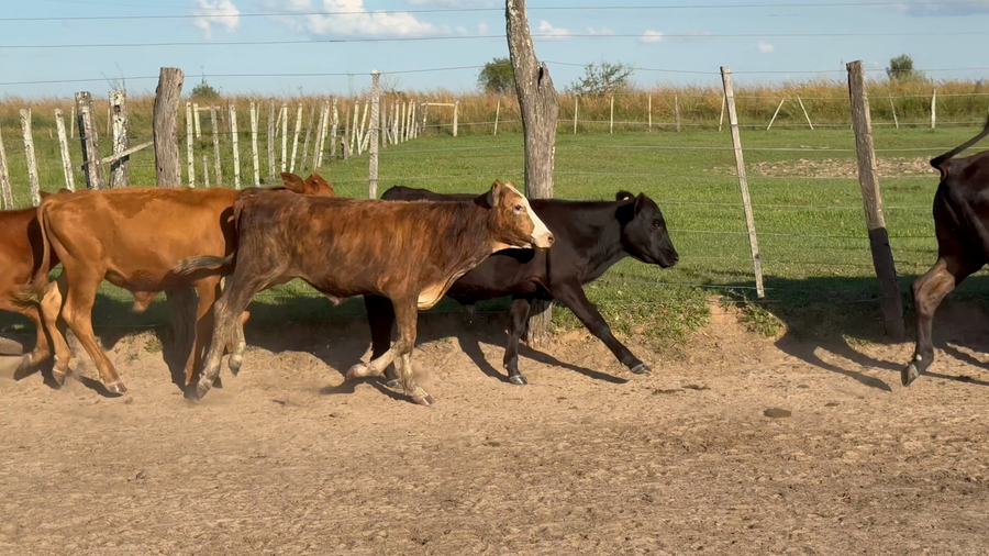 Lote 40 Terneros en Corrientes, Virasoro