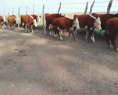 Lote 75 Terneros en Federal, Entre Ríos