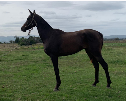 Lote MARLIN DEL TIMOTE