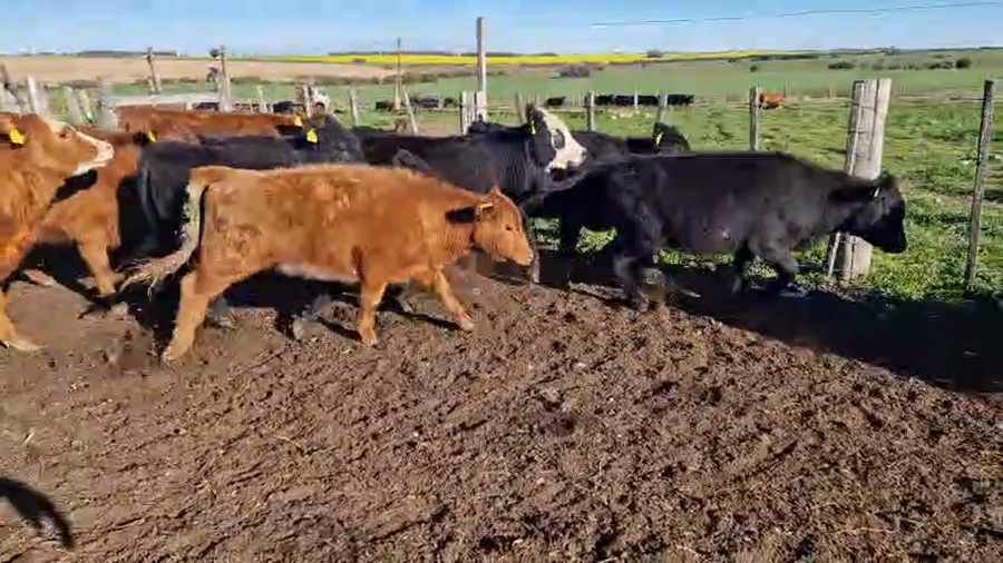 Lote 28 Terneras a remate en Pantalla Aniversario - Escritorio Camy, San José