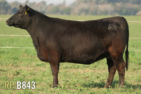 Lote 3 VAQUILLONAS PREÑADAS PURAS DE PEDIGREE