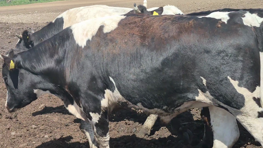 Lote 45 Novillo Gordo en Linares, VII  Región Maule