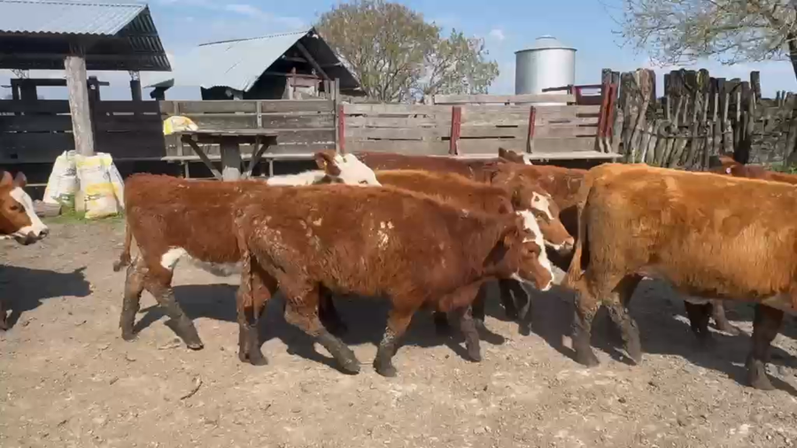 Lote 75 Terneras en Entre Ríos, San Jaime