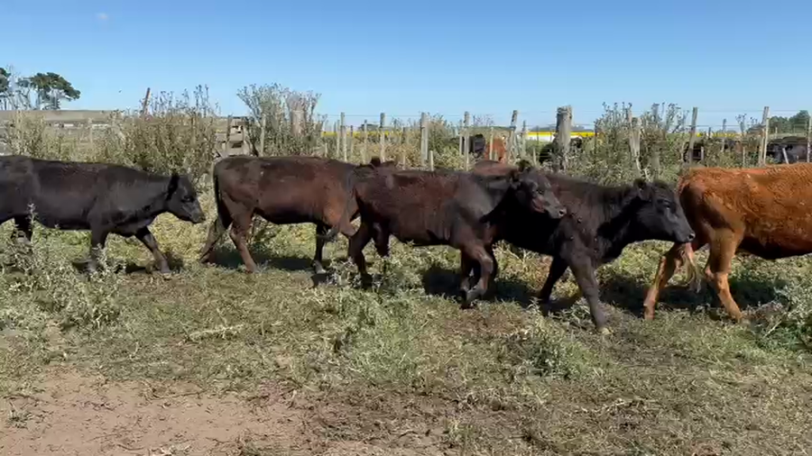 Lote 64 Novillitos y vaquillonas