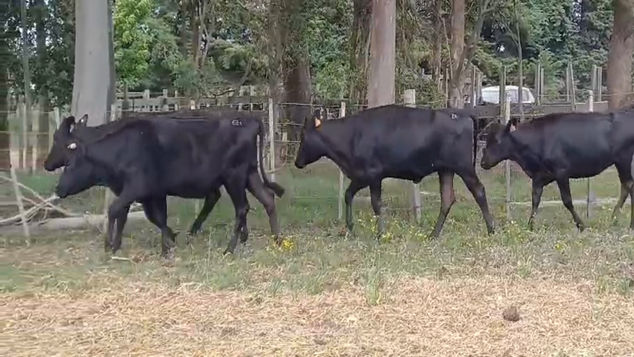 Lote (Vendido)5 Vaquillonas 1 a 2 años AA - AA/ HO a remate en #50 Pantalla Carmelo 290kg - , Colonia