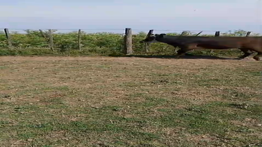 Lote 83 Terneras y Vaquillas en Buenos Aires, Florentino Ameghino