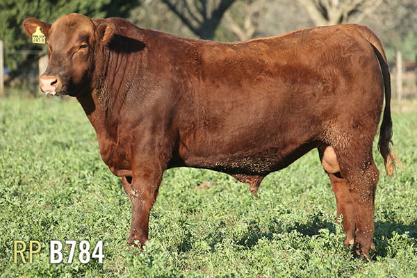Lote 3 TOROS PUROS DE PEDIGREE