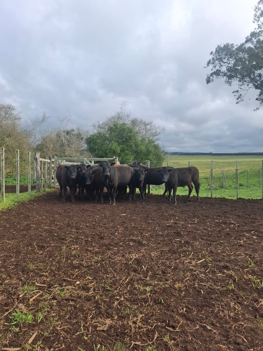 Lote Bentos y Olivera