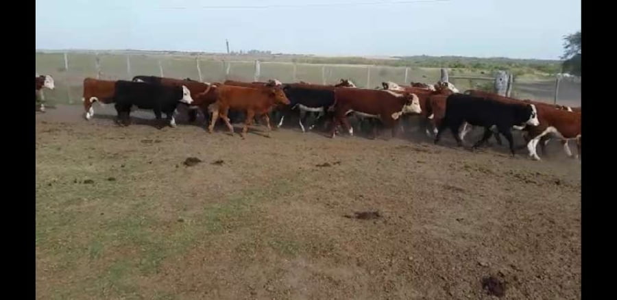 Lote 180 Terneros/as en Villaguay, Entre Ríos