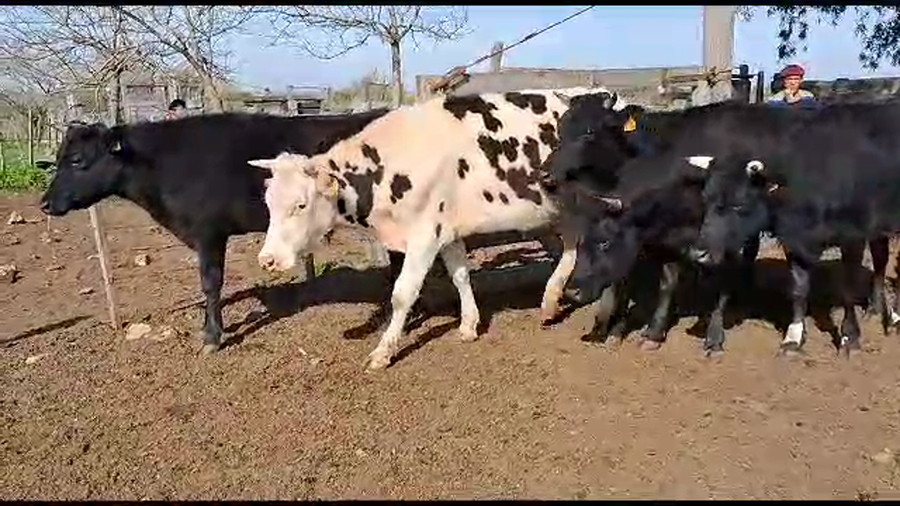 Lote 6 Novillos Holando a remate en Aniversario 115 Años - Camy en Chamizo