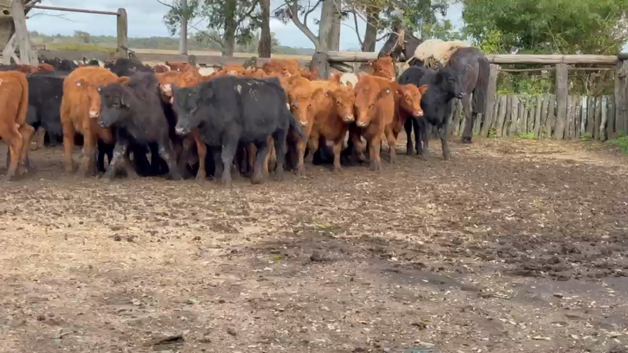 Lote 90 Terneras