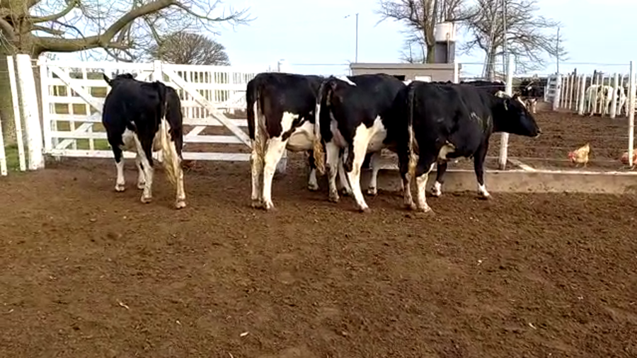 Lote Marisel Peretti