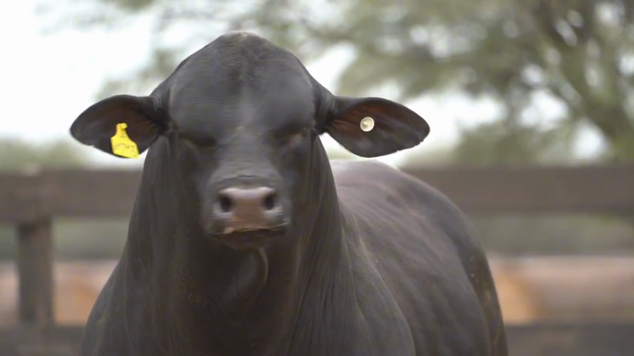 Lote Toros Brangus