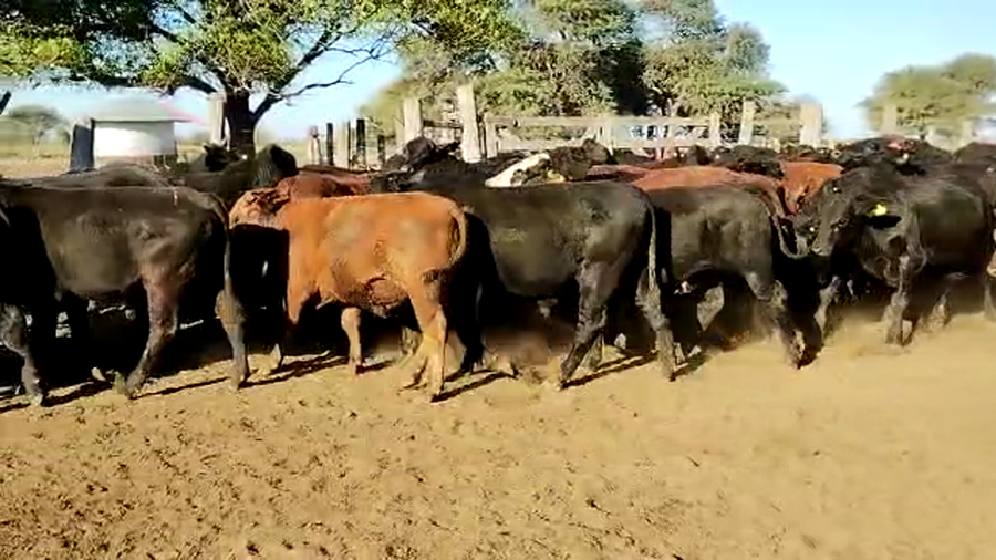 Lote 80 Novillitos en Vilelas, Santiago del Estero