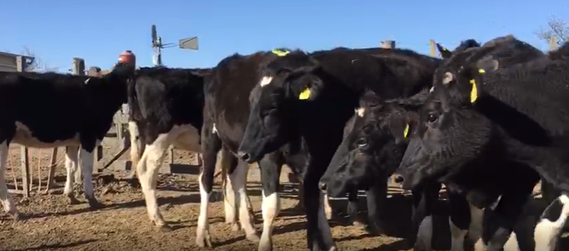 Lote 18 Terneros en San Genaro, Santa Fe