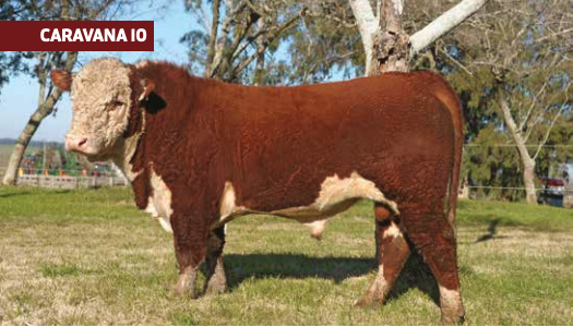 Lote AZUL MARAVILLA 3806